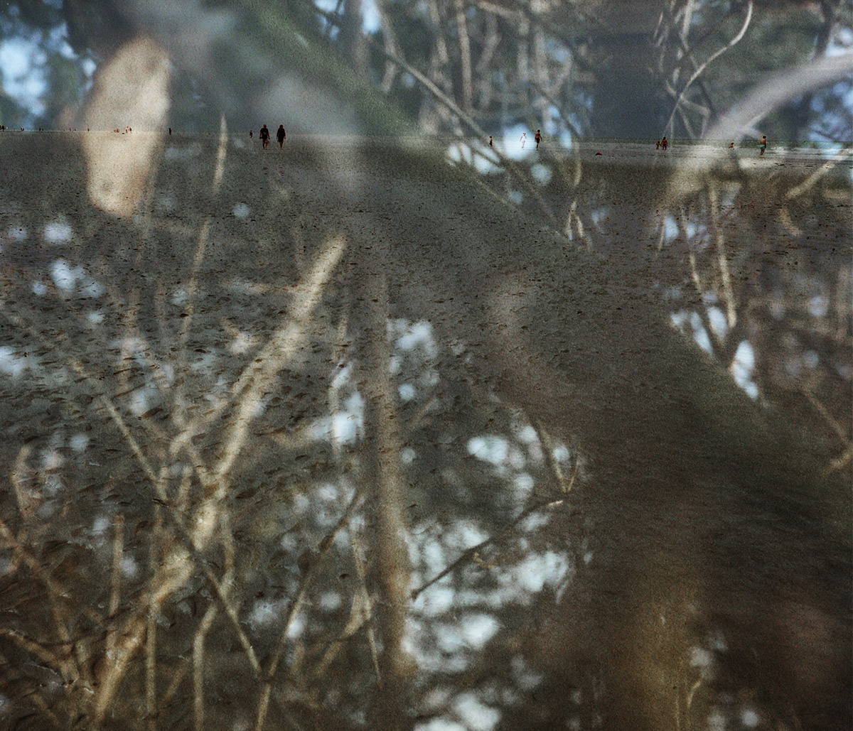 Dans les Arbres