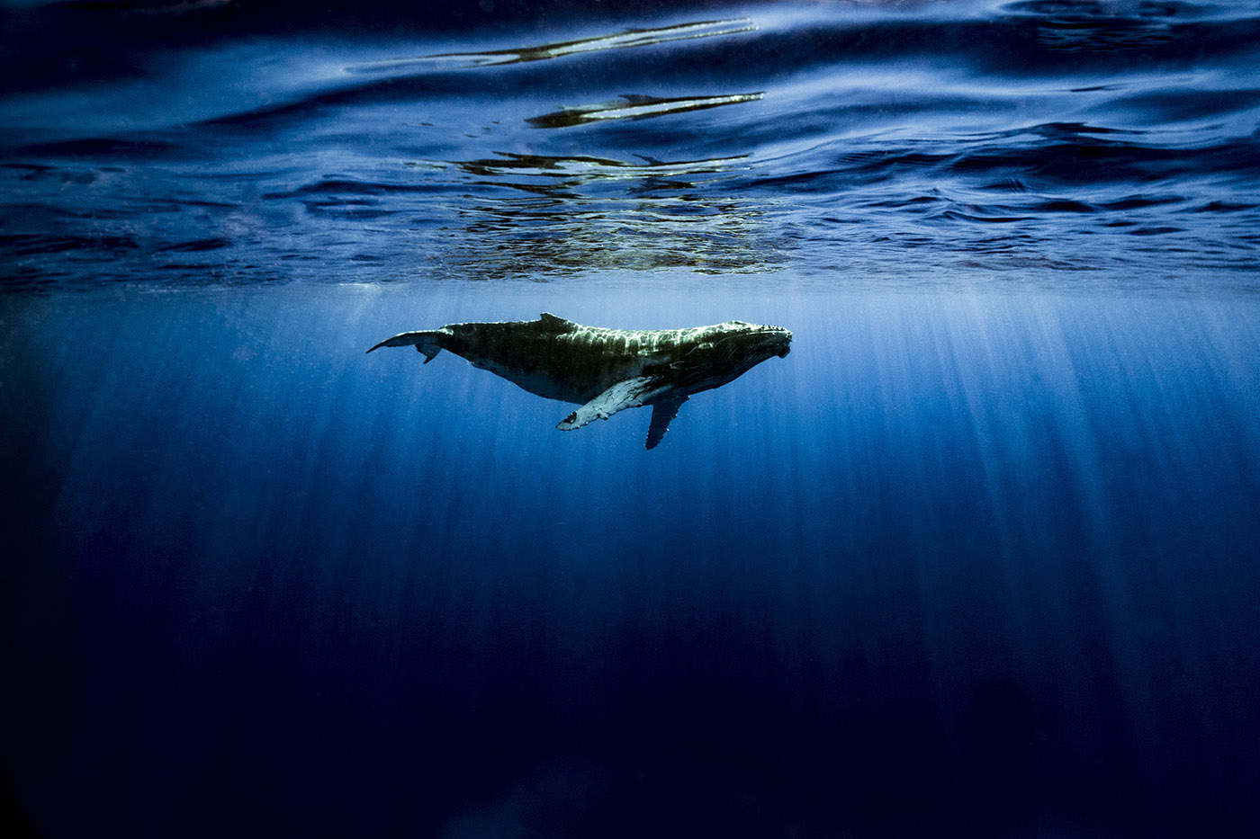 Tous les ans, les baleines a bosse font le voyage depuis l’Antarctique (6000 km environ) pour mettre bas dans les eaux chaudes des Iles de la Societe en Polynesie française.
Les observer et nager au plus pres des cétacés est devenue une importante activite touristique pour les compagnies d excursion en bateau et quelques clubs de plongee de l ile de Moorea.  L’observation des baleines, de juin a novembre est reglementee afin de respecter au maximum les mammiferes. Quand le guide ou le capitaine du bateau repere une baleine au repos, il ne peut s’approcher a moins de 100 metres. Il faut alors parcourir le reste du trajet a la nage, en plein Ocean, et respecter une distance avec la baleine, souvent accompagnee de son baleineau.